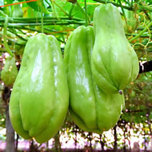 三伏天吃什么蔬菜：三伏天最适合吃的10种蔬菜