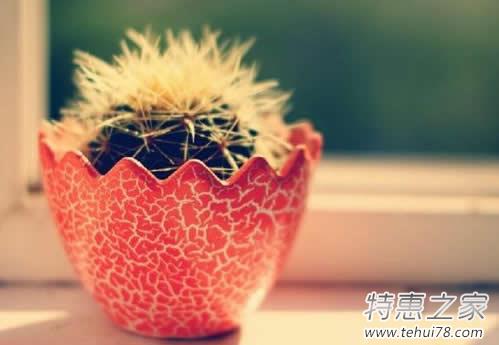 仙人掌可以防电脑辐射？仙人掌防辐射不靠谱