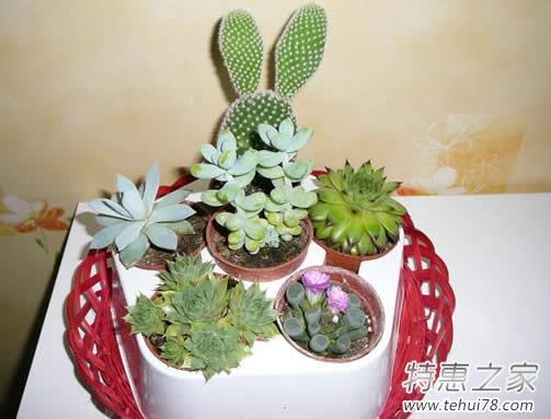 仙人掌可以防电脑辐射？仙人掌防辐射不靠谱